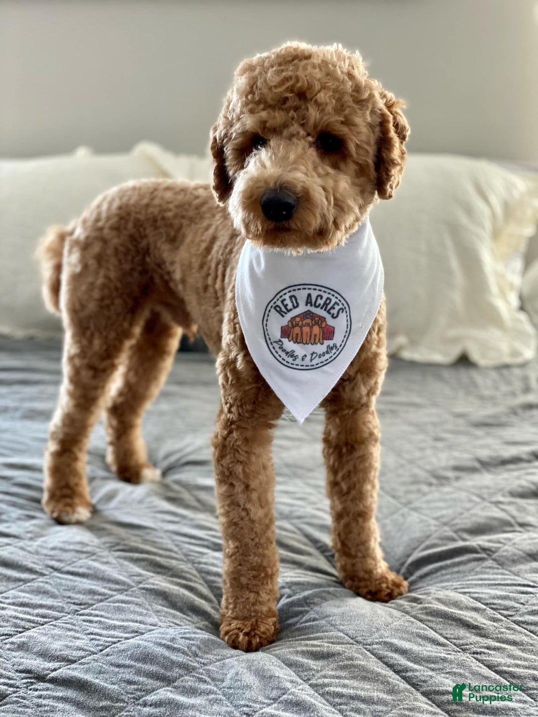 Standard Poodle dogs for sale: Harbor / Purple Girl - Image 3