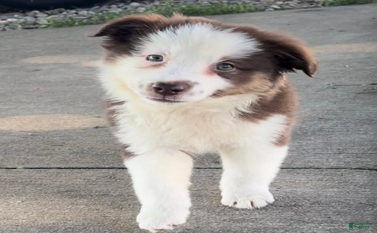 Australian Shepherd dogs for sale - Ad 2