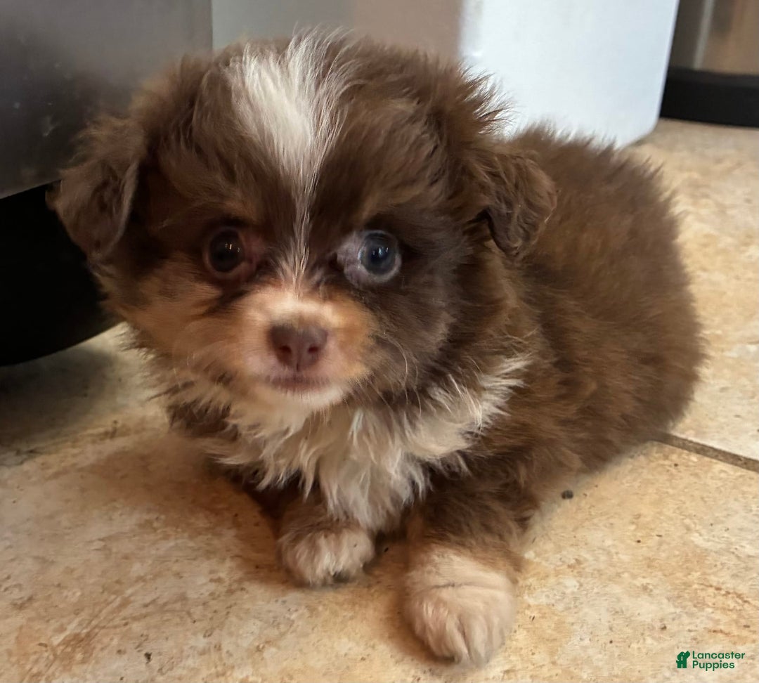  dogs for sale: Ladybug - Image 2