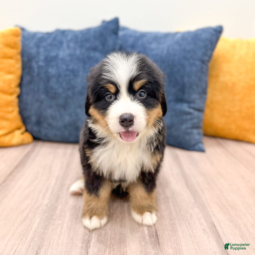 Bernese Mountain Dog dogs for sale: Axel - Image 4