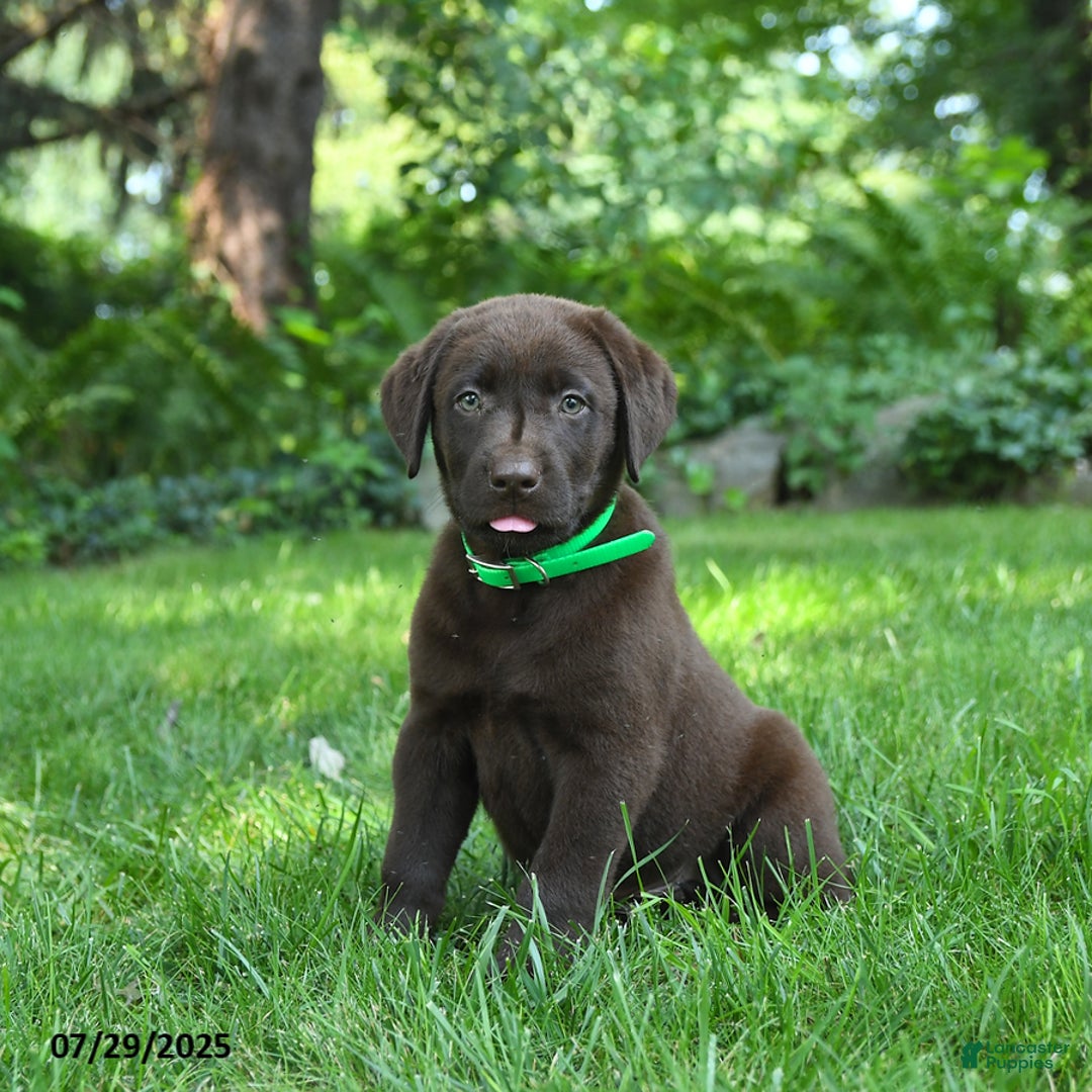 Labrador Retriever dogs for sale: Midnight - Image 2
