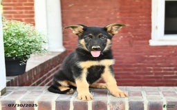 German Shepherd dogs for sale: Max - Image 5