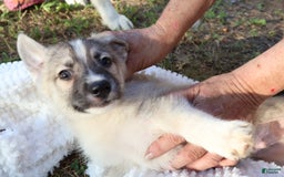 Gerberian Shepsky dogs for sale: Buddy - Image 2