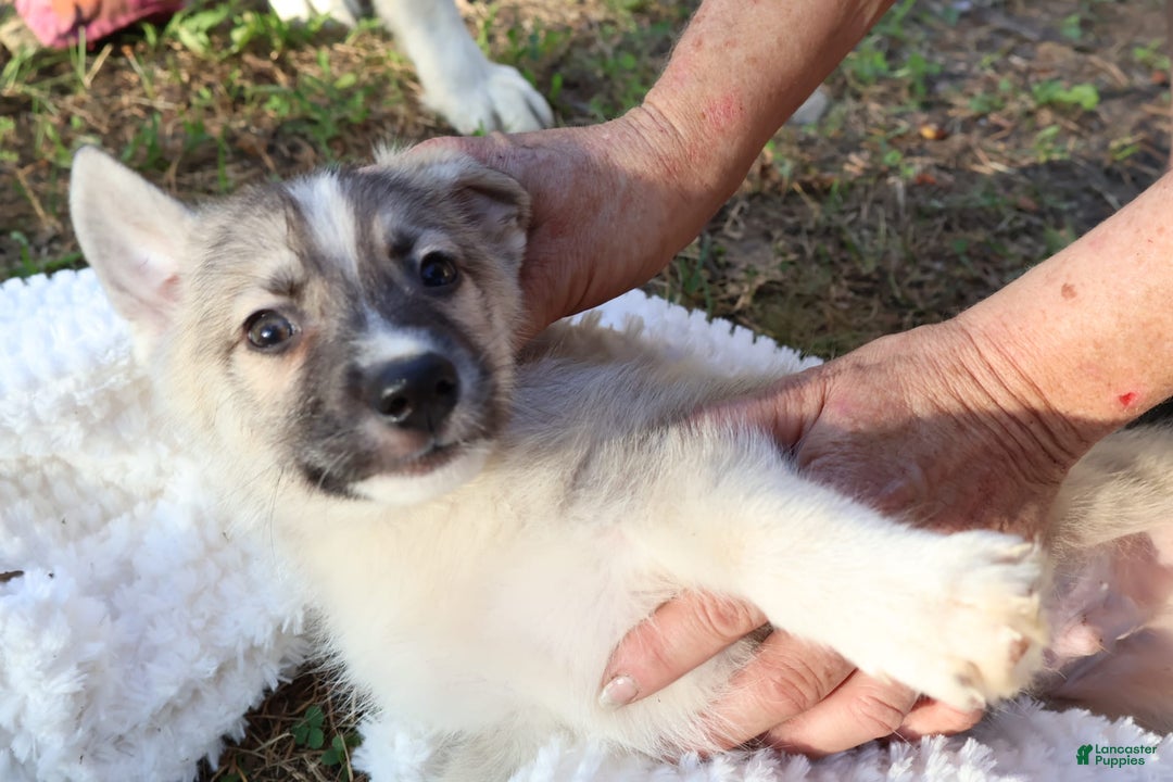 Gerberian Shepsky dogs for sale: Buddy - Image 2