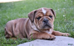 Olde English Bulldogge dogs for sale: Macey - Image 3
