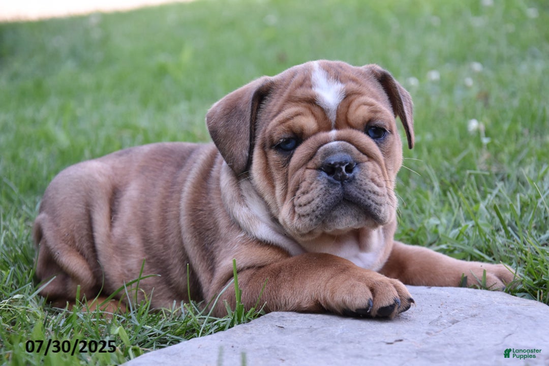 Olde English Bulldogge dogs for sale: Macey - Image 3