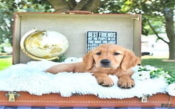 Golden Retriever dogs for sale: Addelyn - Image 11