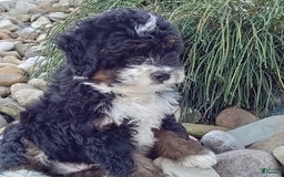 Mini Bernedoodle dogs for sale: Rambo - Image 9