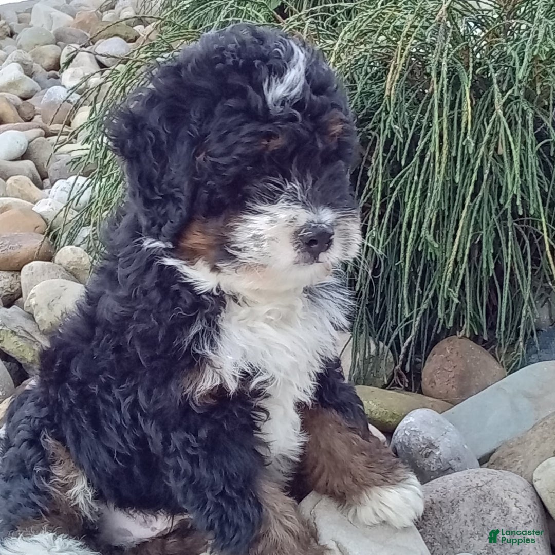 Mini Bernedoodle dogs for sale: Rambo - Image 9