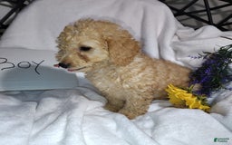 Mini Goldendoodle dogs for sale: Beanie Baby - Image 3
