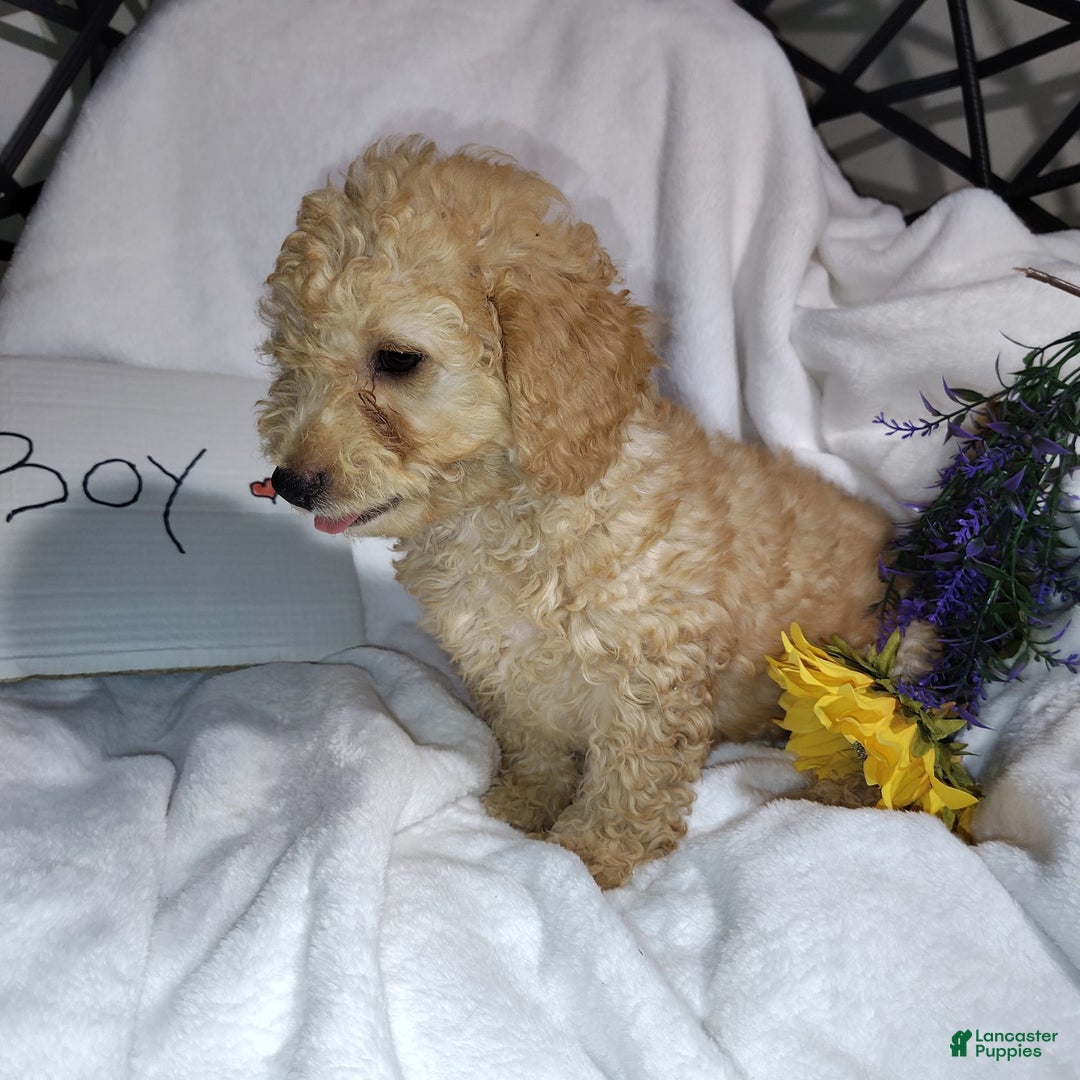 Mini Goldendoodle dogs for sale: Beanie Baby - Image 3