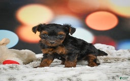 Yorkiepoo dogs for sale: Bingo - Image 6