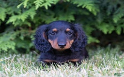 Dachshund dogs for sale: Tux - Image 3