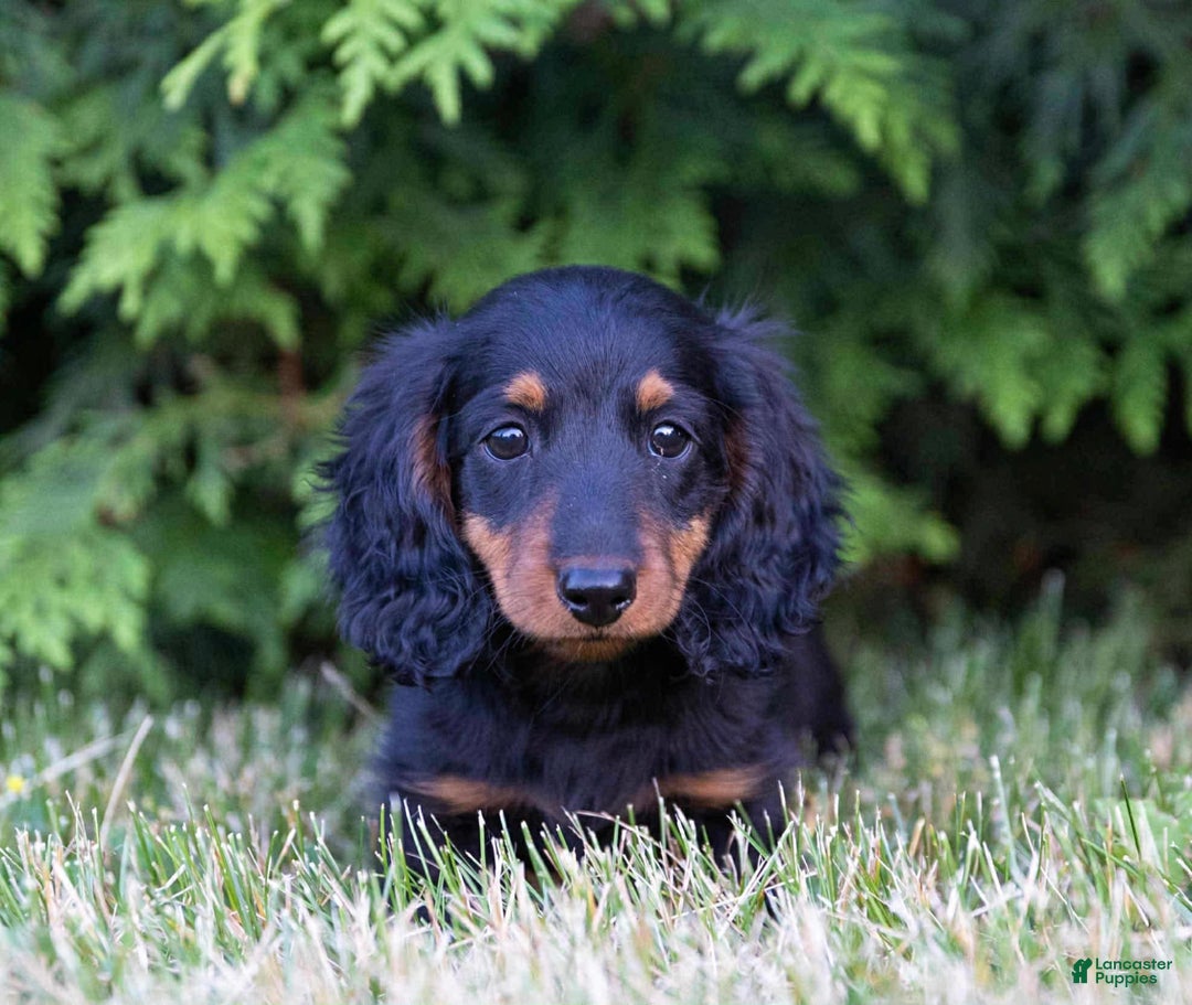 Dachshund dogs for sale: Tux - Image 3