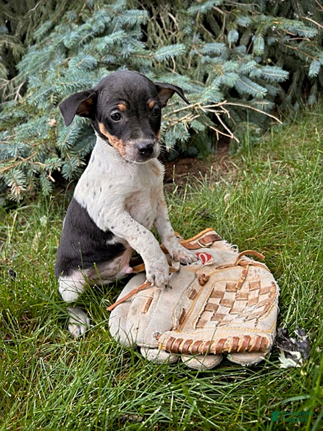 Rat Terrier dogs for sale: Samson - Image 5