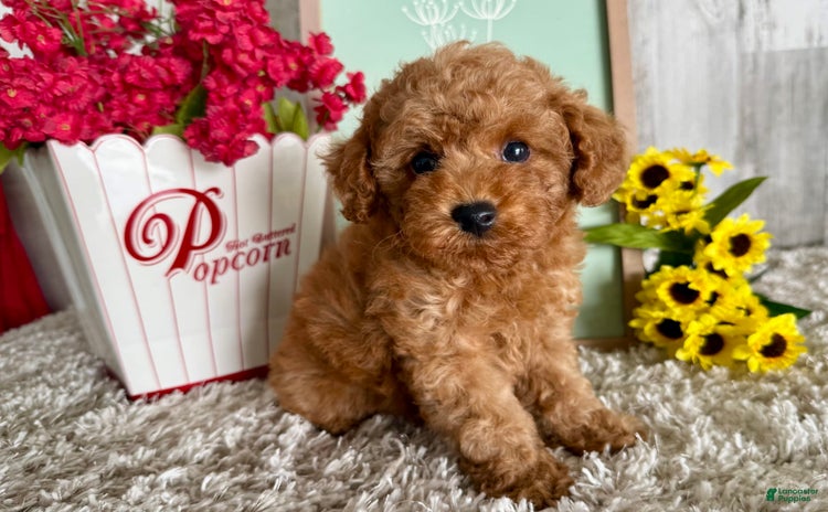 Toy Poodle dogs for sale - Ad 1
