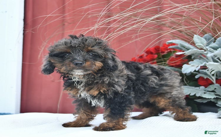 Cockapoo dogs for sale - Ad 5