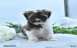 Havanese dogs for sale: Oscar - Image 4