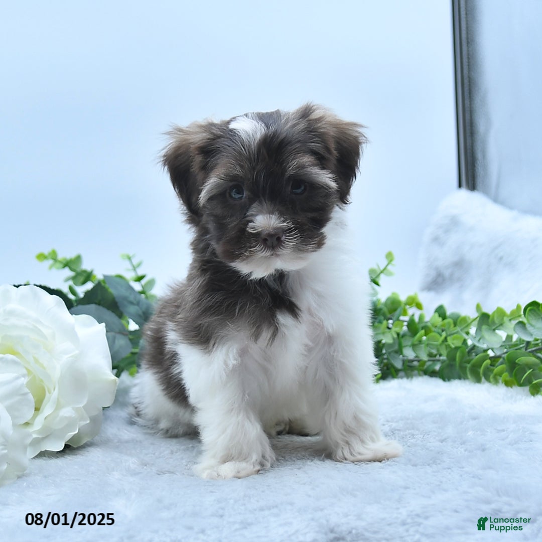 Havanese dogs for sale: Oscar - Image 4