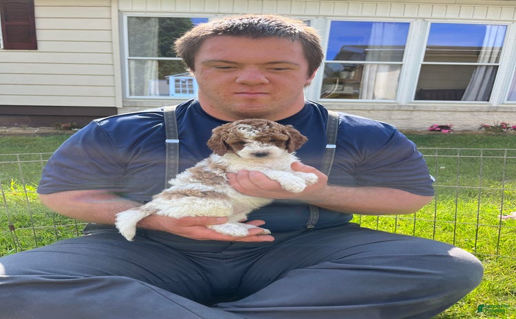 Mini Goldendoodle dogs for sale - Ad 2