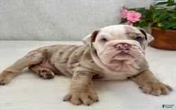 English Bulldog dogs for sale: Eric - Image 2