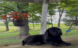 Labrador Retriever dogs for sale: Rosie - Image 4