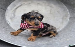 Miniature Dachshund dogs for sale: Andrew - Image 16