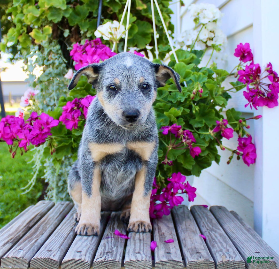 Australian Cattle Dog dogs for sale: Bella - Image 3