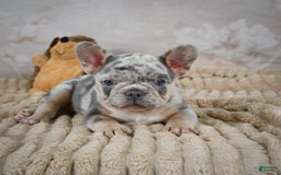French Bulldog dogs for sale: Raven - Image 3