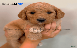 Goldendoodle dogs for sale: Emerald - Image 2