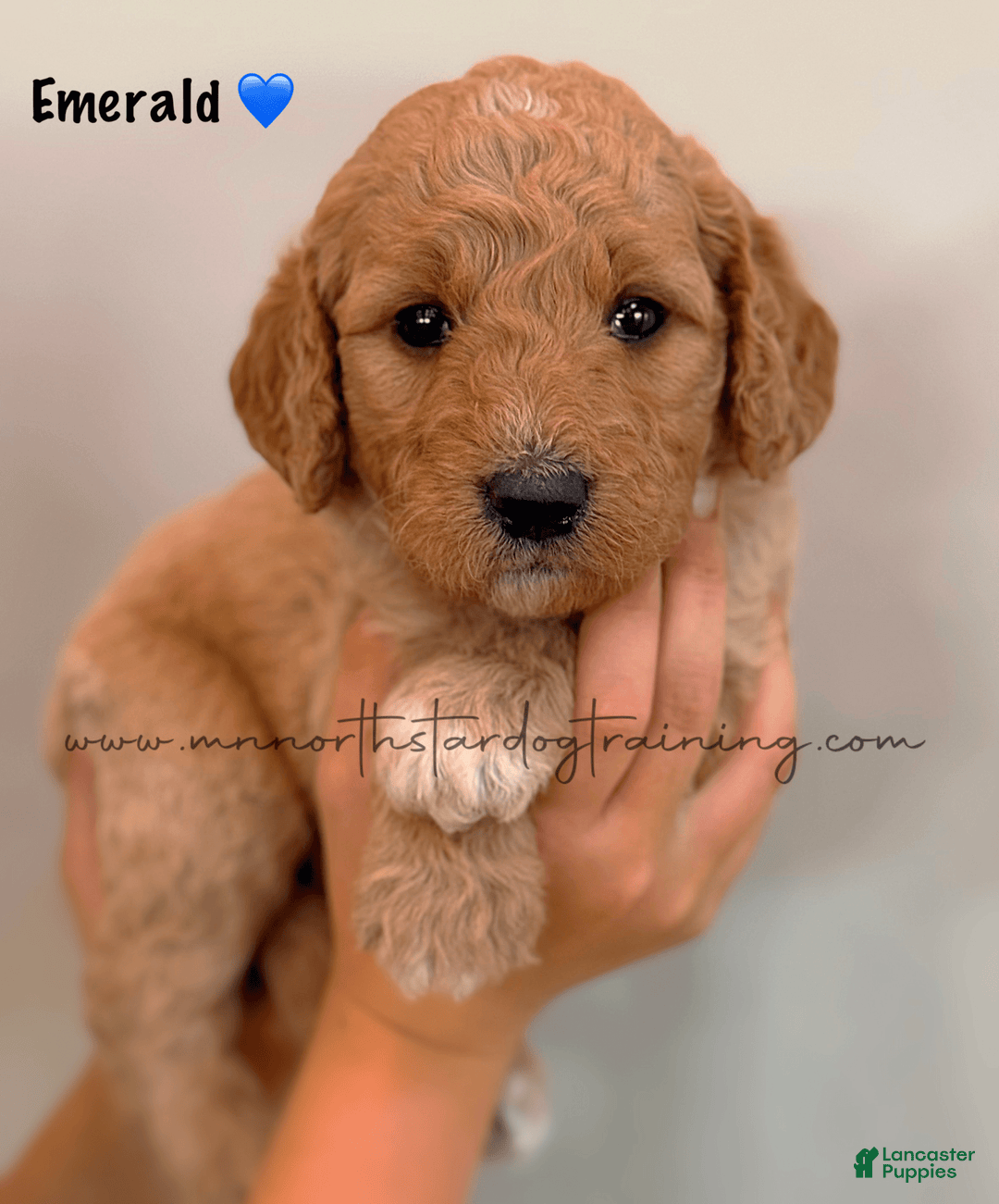 Goldendoodle dogs for sale: Emerald - Image 2