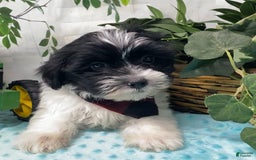Shorkie dogs for sale: Little Milo - Image 10