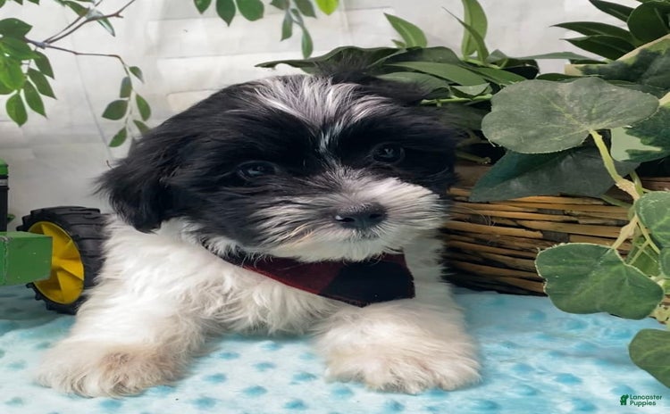 Shorkie dogs - Advert 32