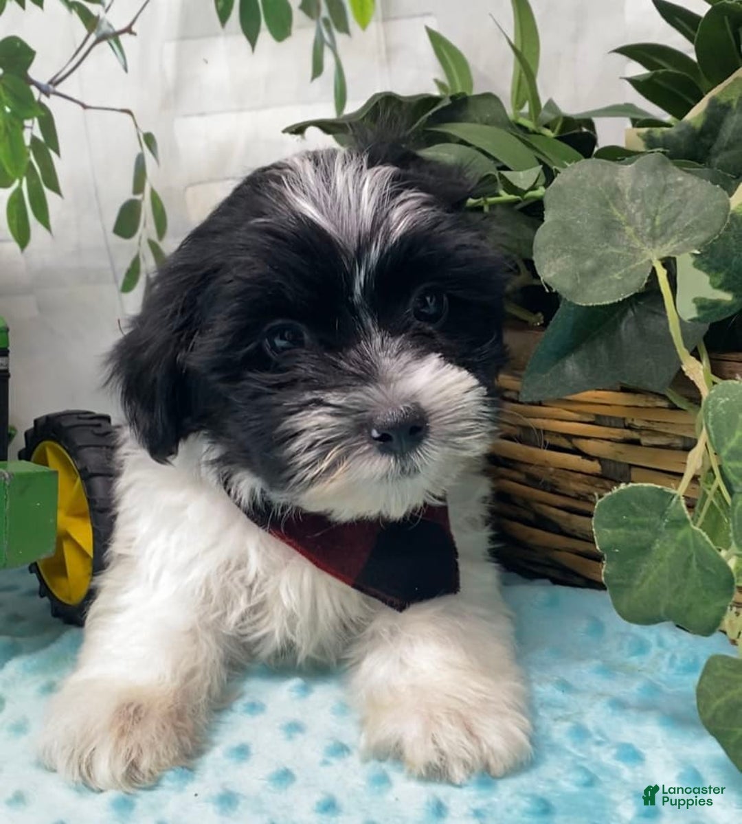 Shorkie dogs for sale: Little Milo - Image 10