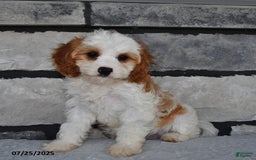 Cavapoo dogs for sale: Callie - Image 3