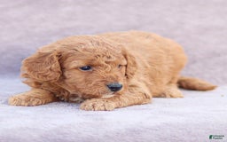 Goldendoodle dogs for sale: Oliver - Image 10