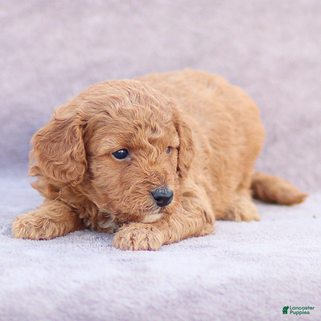 Goldendoodle dogs for sale: Oliver - Image 10