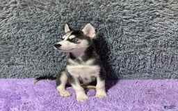 Siberian Husky dogs for sale: Lannie - Image 8