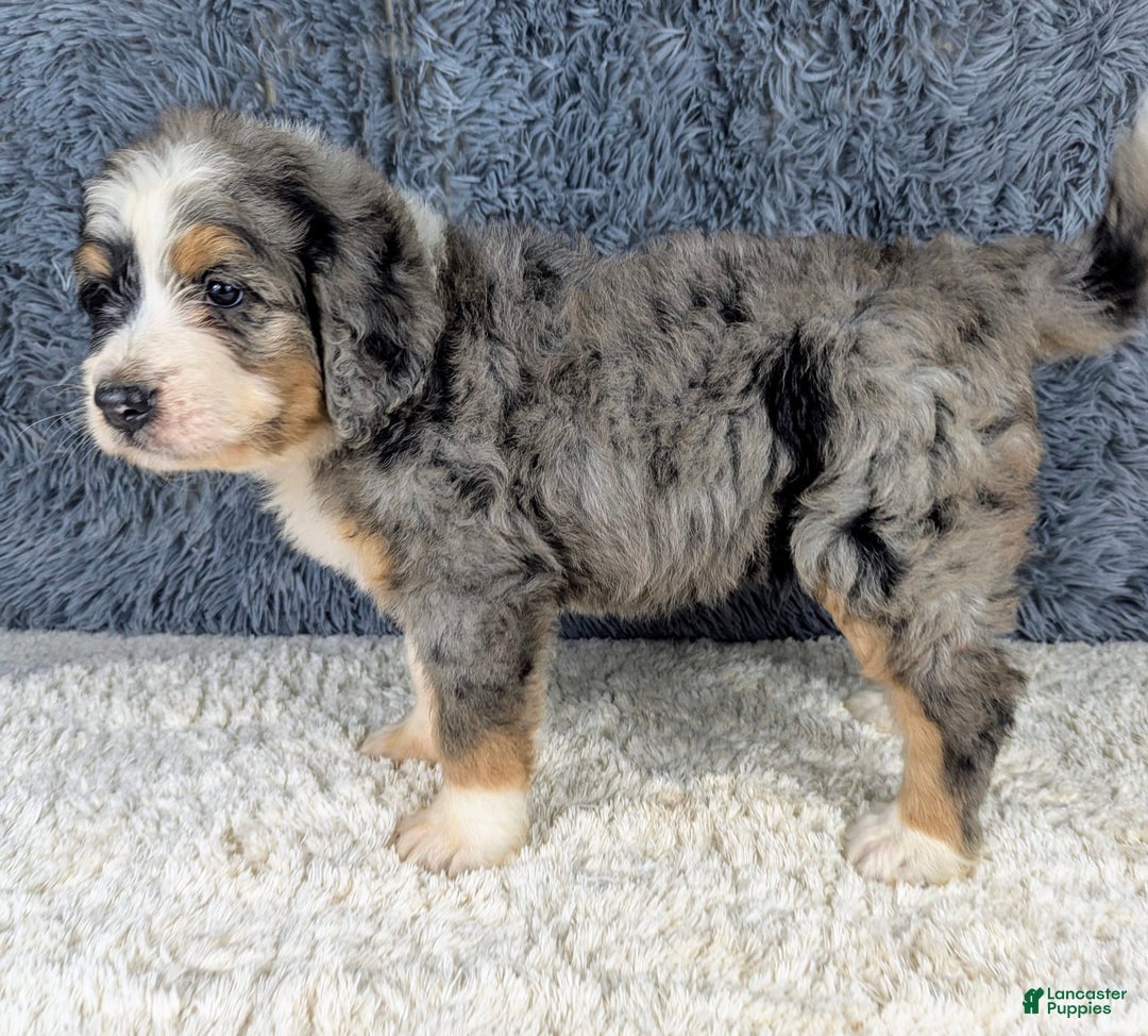 Bernedoodle dogs for sale: Lainey - Image 2