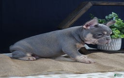 French Bulldog dogs for sale: Olivia - Image 3