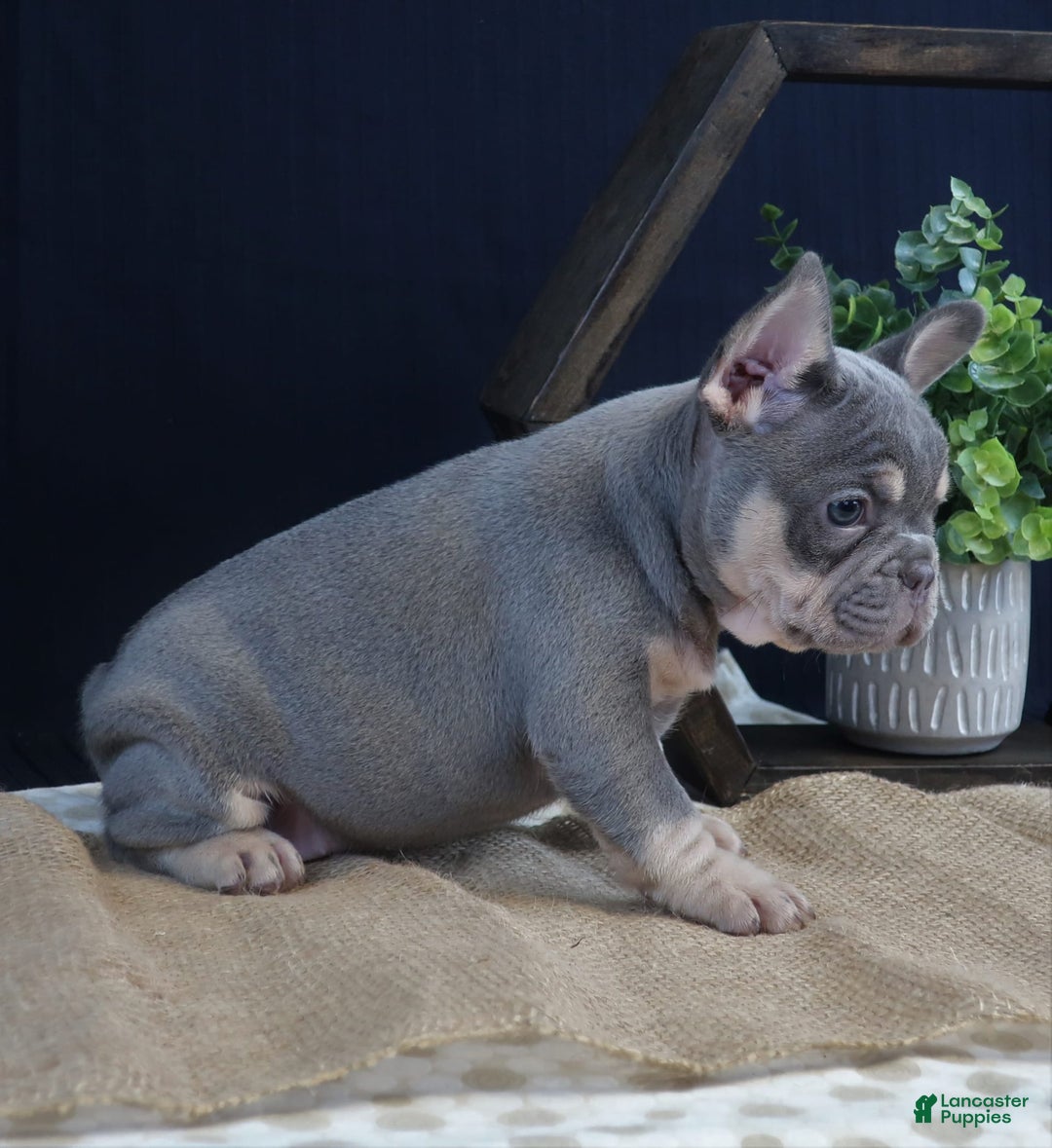 French Bulldog dogs for sale: Olivia - Image 3
