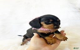 Miniature Dachshund dogs for sale: Akc Amber - Image 5