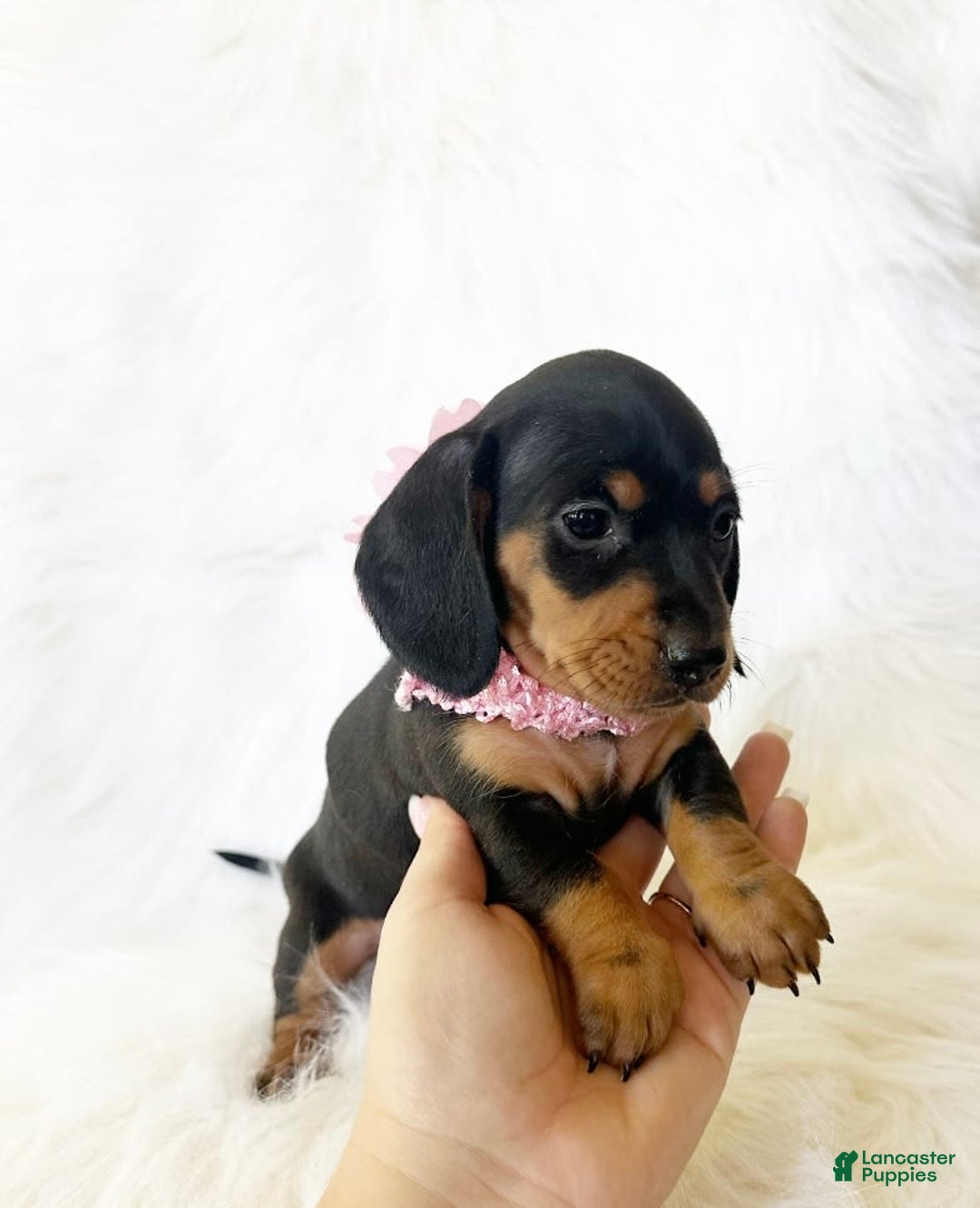 Miniature Dachshund dogs for sale: Akc Amber - Image 5