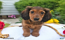 Miniature Dachshund dogs for sale: Dick - Image 5