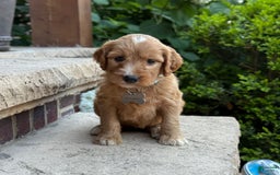 Goldendoodle dogs for sale: Mia - Image 1