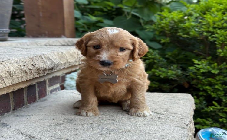 Goldendoodle dogs for sale - Ad 4