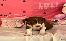 Boston Terrier dogs for sale: Zoey - Image 4