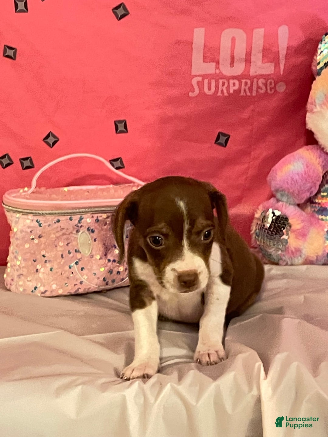 Boston Terrier dogs for sale: Zoey - Image 4