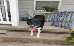 Border Collie dogs for sale: Yelena - Image 3