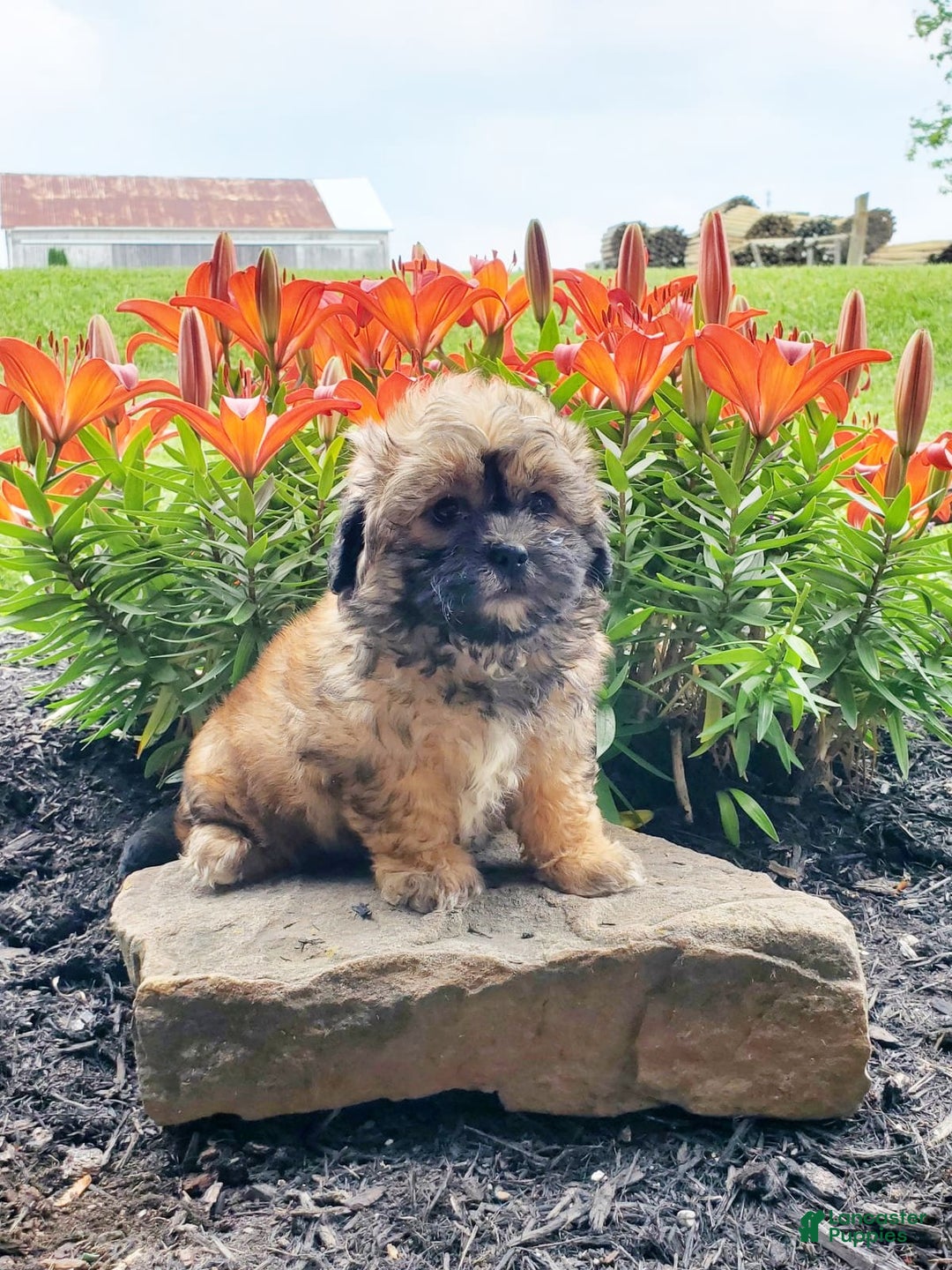 Teddy Bear dogs for sale: Daisy - Image 1